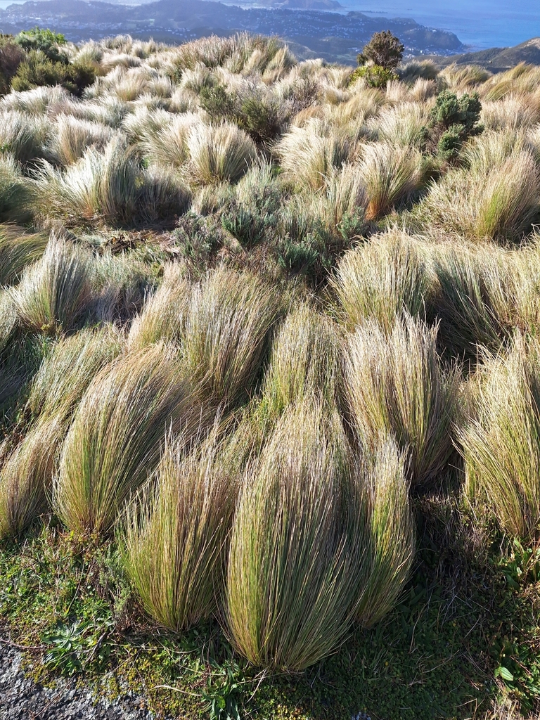 Silver Tussock from Brooklyn, Wellington, New Zealand on April 26, 2024 ...