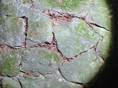 Chamberlinius hualienensis