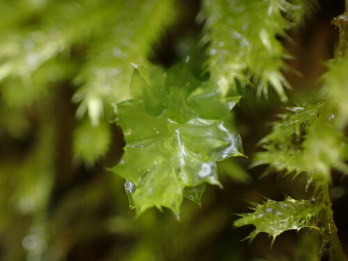 Image of Plagiomnium venustum by no rights reserved