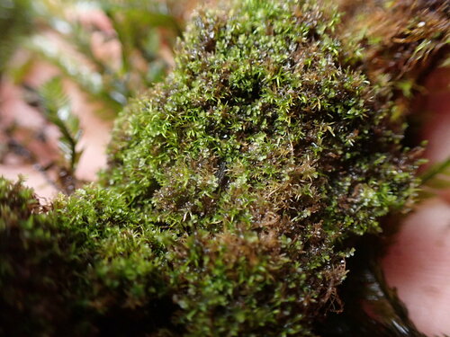 Image of Jungermannia atrovirens by no rights reserved