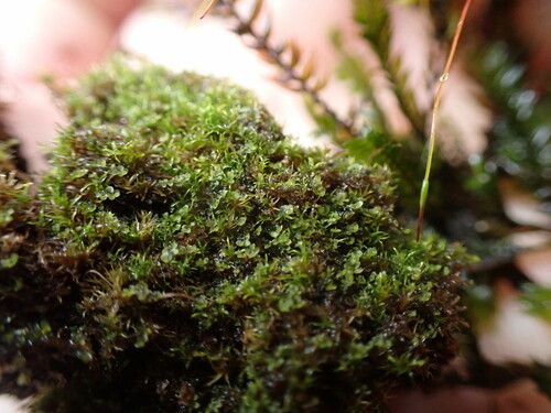 Image of Jungermannia atrovirens by no rights reserved