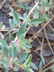 Atriplex rosea