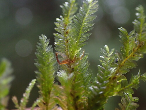 Image of Bigelow's Porotrichum Moss (Porotrichum bigelovii) by no rights reserved