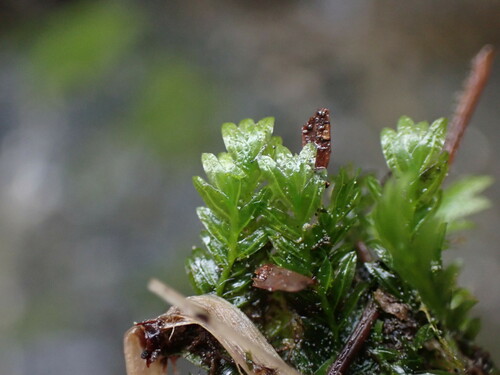 Image of Fissidens adianthoides by no rights reserved