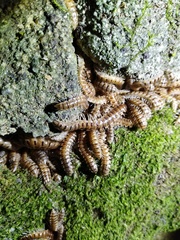 Chamberlinius hualienensis