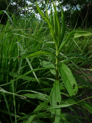 Ophraella sexvittata