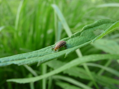 Ophraella sexvittata