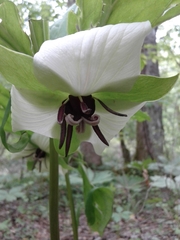 Trillium vaseyi