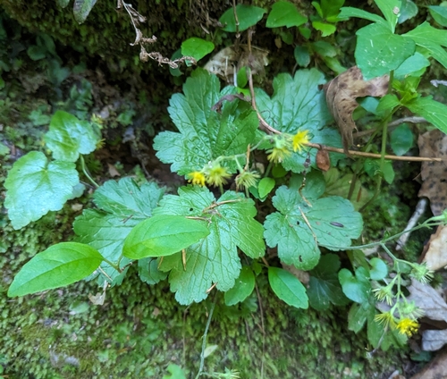 Image of Waldsteinia lobata by (c) Sam Taylor, some rights reserved (CC BY)
