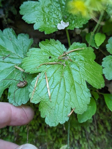 Image of Waldsteinia lobata by (c) Sam Taylor, some rights reserved (CC BY)