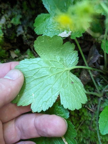 Image of Waldsteinia lobata by (c) Sam Taylor, some rights reserved (CC BY)