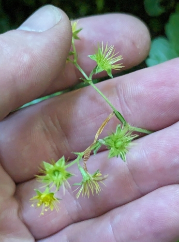 Image of Waldsteinia lobata by (c) Sam Taylor, some rights reserved (CC BY)