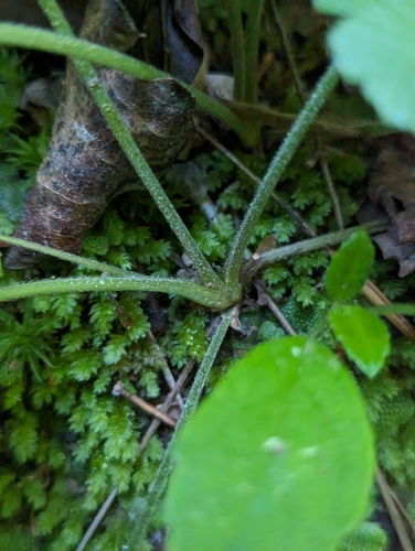 Image of Waldsteinia lobata by (c) Sam Taylor, some rights reserved (CC BY)