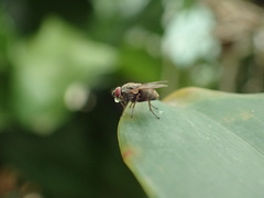 Diptera
