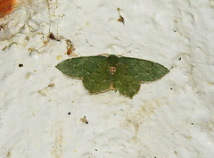Chloropteryx nordicaria