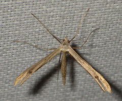 Stenoptilia bipunctidactyla