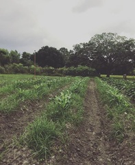 Zea mays mays
