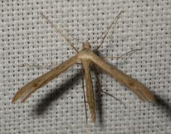 Stenoptilia bipunctidactyla