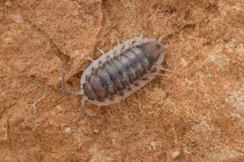 Porcellio olivieri photographed in Tunisia
