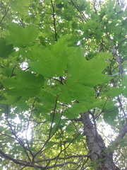 Acer