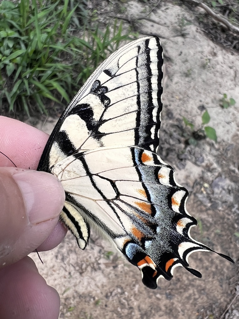 Appalachian Tiger Swallowtail from Princeton, Hollytree, AL, US on ...