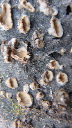 Basidiomycete Fungi