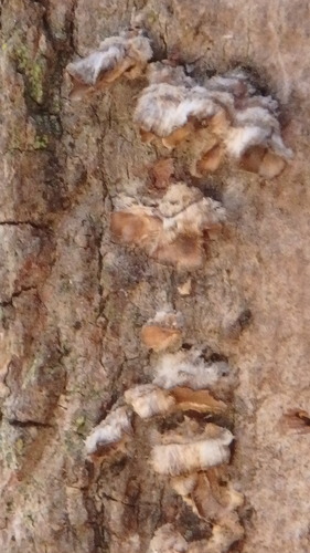 Basidiomycete Fungi