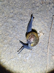 Petalochlamys