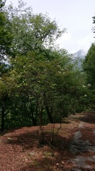 Rosa transmorrisonensis