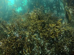 Bifurcariopsis capensis