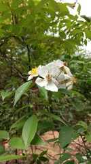 Rosa transmorrisonensis