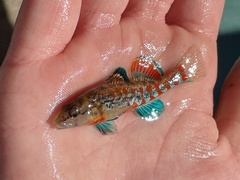 Brook Darter photo 2