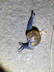 Petalochlamys
