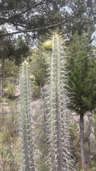 Corryocactus melanotrichus
