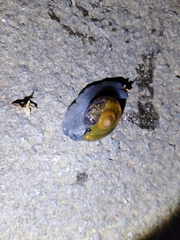 Petalochlamys