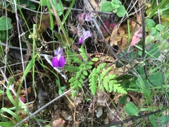 Pentagramma triangularis semipallida