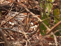 Aspidoscelis motaguae