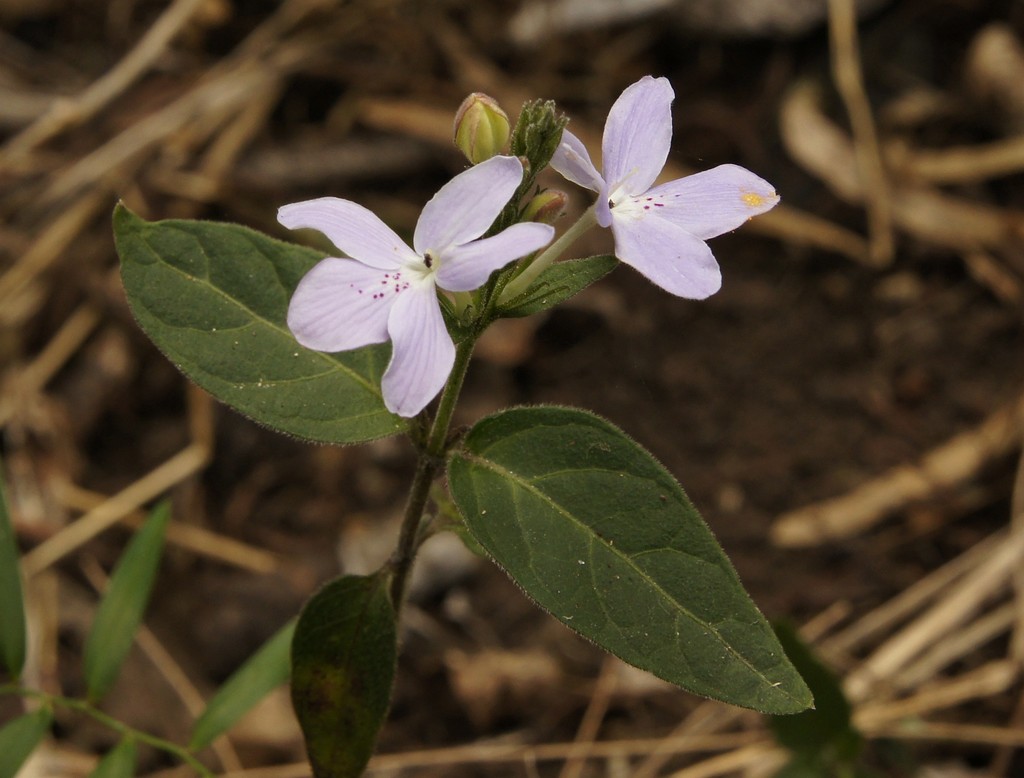 Pastel Flower (ReefBlitz Common Plant Species) · iNaturalist
