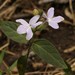 Pseuderanthemum - Photo (c) Tony Rodd, μερικά δικαιώματα διατηρούνται (CC BY-NC-SA)