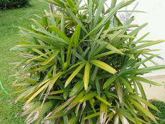 Rhapis excelsa