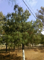 Pinus douglasiana