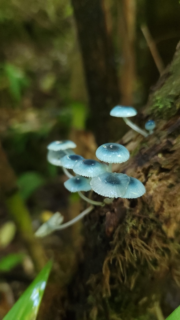 Mycena cyanocephala · April 2024 · photo: © laflorifunga_ (iNaturalist, cc-by)