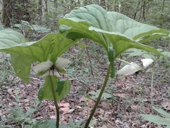 Trillium vaseyi