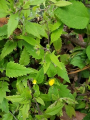 Calceolaria mexicana