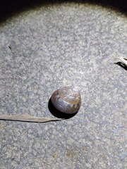 Satsuma sphaeroconus