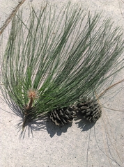 Pinus douglasiana