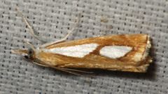 Catoptria pinella