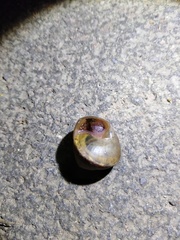 Satsuma sphaeroconus