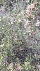 Baccharis boliviensis