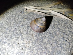 Satsuma sphaeroconus